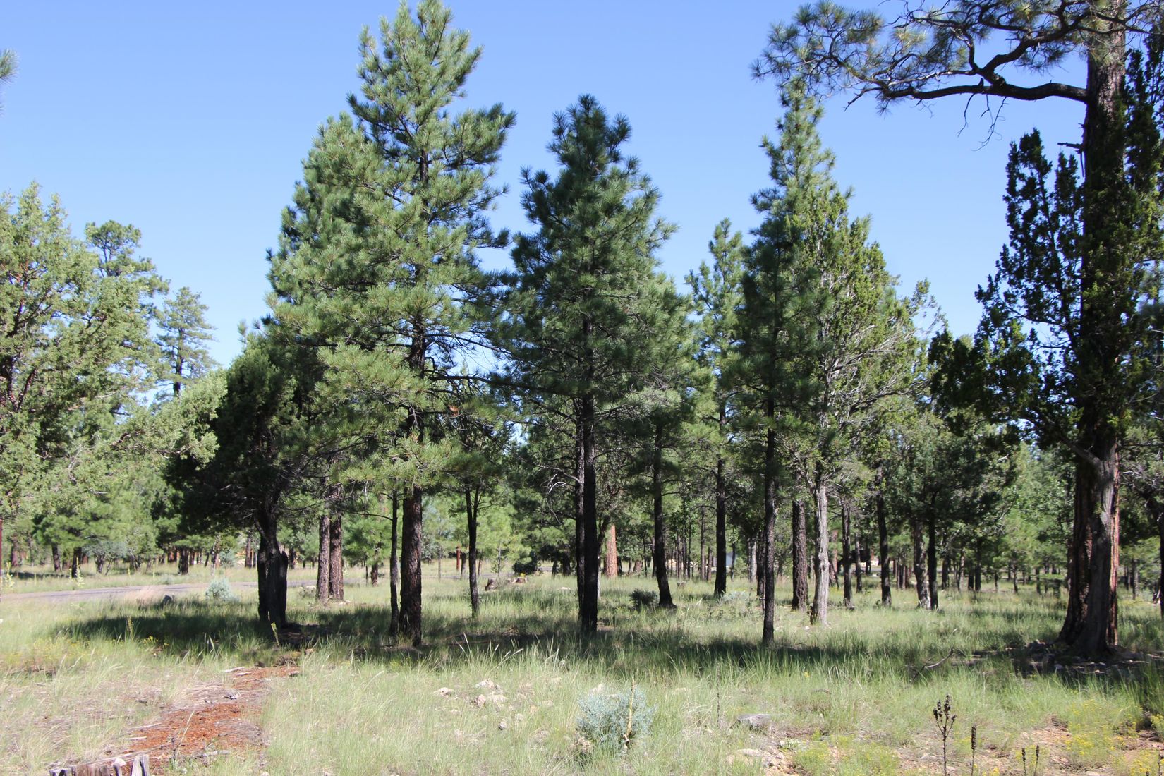 .69 acre lot in Arizona Tall Pines
