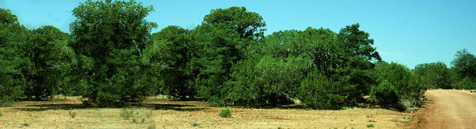 Sierra Mountain Ranch
